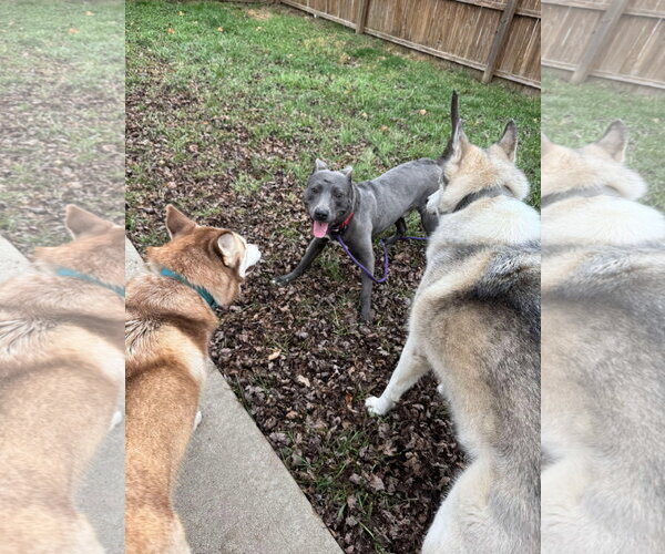 Medium Photo #29 American Pit Bull Terrier-Labrador Retriever Mix Puppy For Sale in Germantown, OH, USA