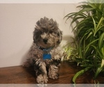 Small #2 Poodle (Miniature)