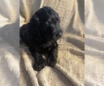 Puppy Miss Piper Goldendoodle