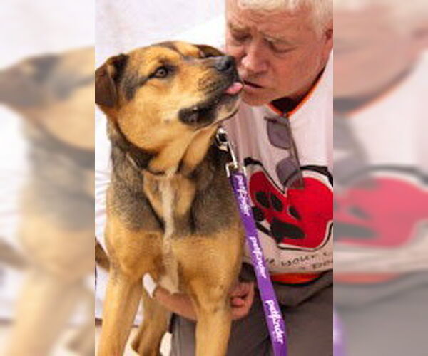 Medium Photo #2 German Shepherd Dog Puppy For Sale in Cottonwood, AZ, USA