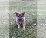 Small Photo #1 Shiba Inu Puppy For Sale in CANOGA, NY, USA