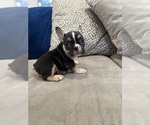 Small #4 French Bulldog