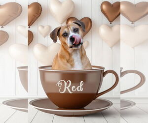 Boxer-Unknown Mix Dogs for adoption in McKinney, TX, USA