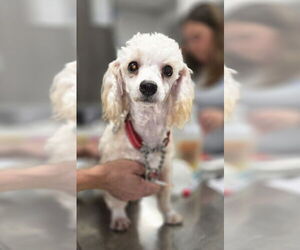 Maltipoo Dogs for adoption in Foristell, MO, USA