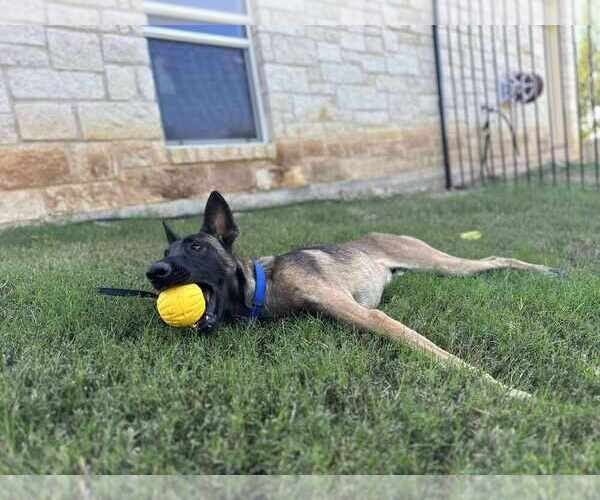 Medium Photo #2 Mutt Puppy For Sale in Imlay City, MI, USA