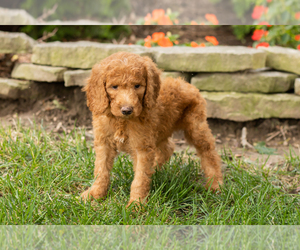 Goldendoodle-Poodle (Standard) Mix Puppy for sale in NAPPANEE, IN, USA