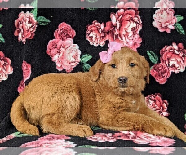 Medium Photo #4 Labradoodle Puppy For Sale in QUARRYVILLE, PA, USA