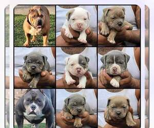 American Bully Puppy for sale in AVON PARK, FL, USA