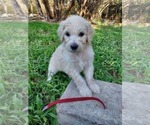 Small Photo #61 Bordoodle Puppy For Sale in COPPERAS COVE, TX, USA