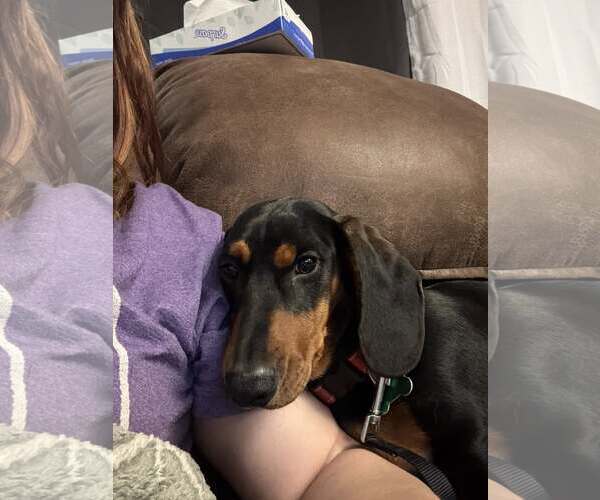 Medium Photo #1 Dachshund Puppy For Sale in Sioux Falls, SD, USA