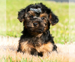 Small Photo #25 Maltipoo (Toy) Puppy For Sale in WARSAW, IN, USA