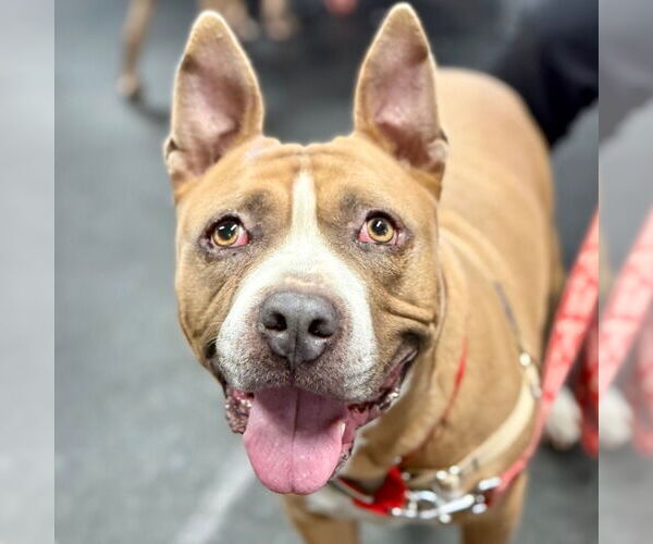 Medium Photo #5 Mutt Puppy For Sale in Canton, CT, USA