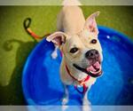Small #3 Black Mouth Cur-Boxer Mix