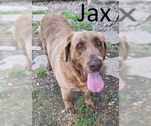 Labrador Retriever-Retriever  Mix Dogs for adoption in Mountain View, AR, USA
