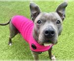 Small American Staffordshire Terrier Mix