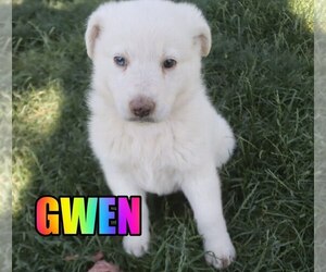 Australian Shepherd-German Shepherd Dog Mix Puppy for sale in jasper, AR, USA