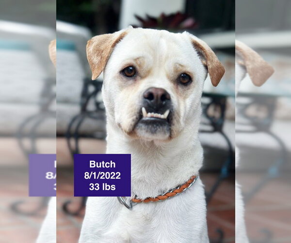 Medium Photo #4 American Bulldog-Unknown Mix Puppy For Sale in West Hollywood, CA, USA