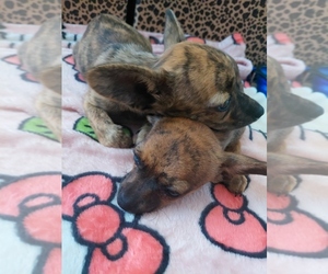 Chihuahua Puppy for sale in MANTECA, CA, USA
