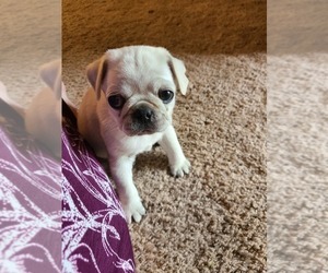 Pug Puppy for Sale in SEATTLE, Washington USA