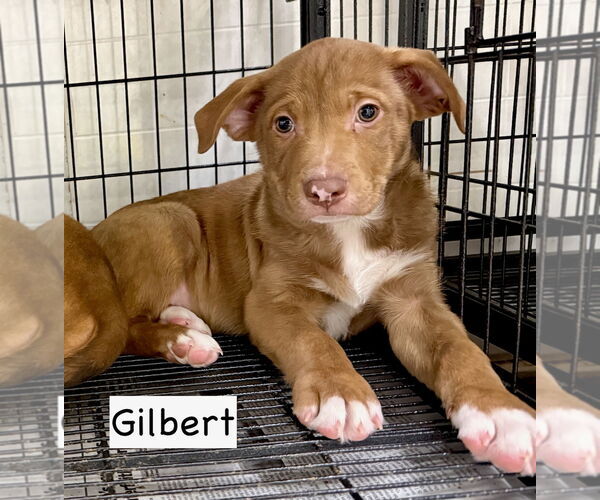 Medium Photo #1 Boxador Puppy For Sale in GILBERTS, IL, USA