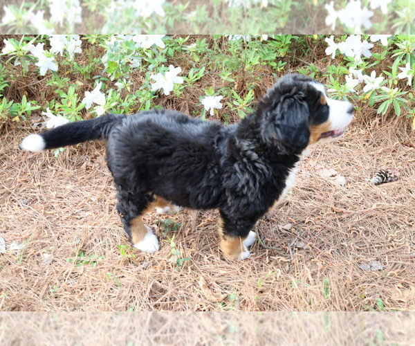 Medium Photo #4 Bernese Mountain Dog Puppy For Sale in MIDDLESEX, NC, USA