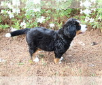 Small #3 Bernese Mountain Dog