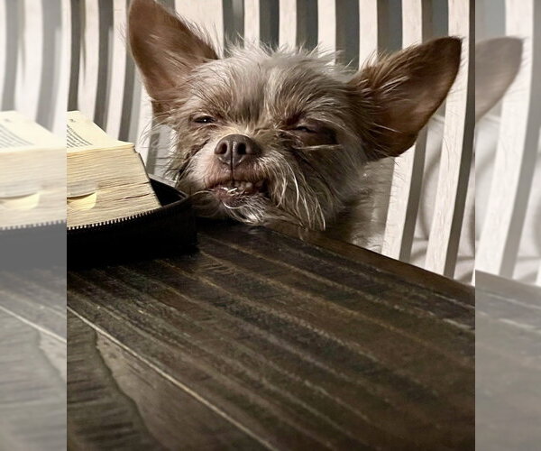 Medium Photo #8 ShiChi Puppy For Sale in Mooresville, NC, USA