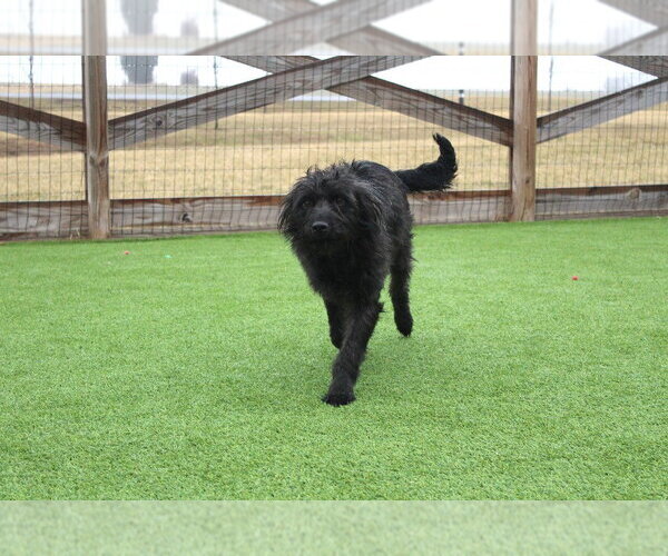 Medium Photo #2 Mutt Puppy For Sale in Chestertown, MD, USA
