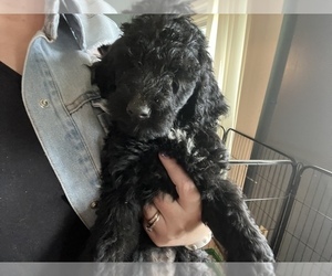 Goldendoodle Puppy for sale in URBANA, OH, USA
