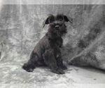 Small Mutt
