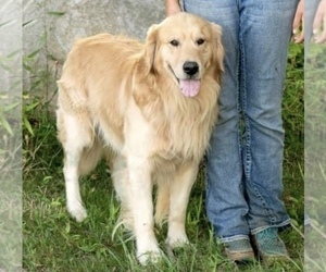 Father of the Golden Retriever puppies born on 07/20/2023