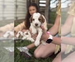 Puppy Puppy 10 Goldendoodle (Miniature)