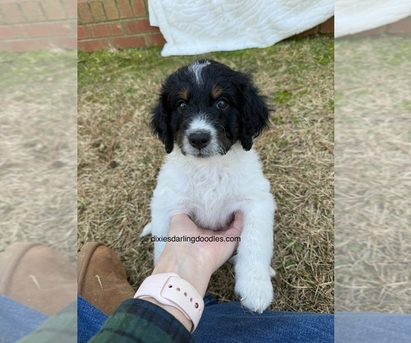 Medium Photo #6 Bernedoodle Puppy For Sale in BROADWAY, NC, USA