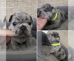 Small Photo #3 French Bulldog Puppy For Sale in GRAHAM, WA, USA