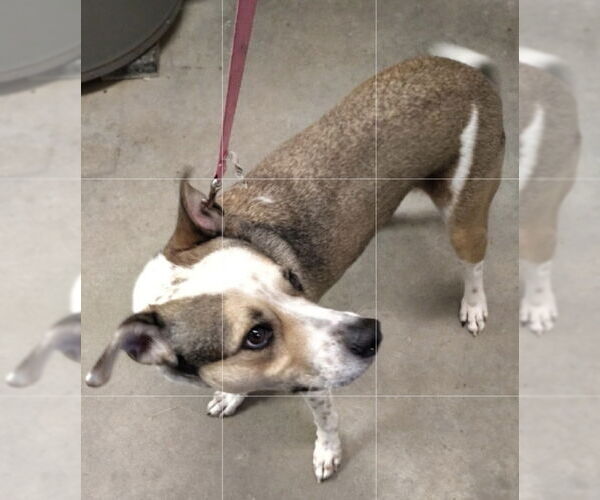 Medium Photo #3 Mutt Puppy For Sale in Foristell, MO, USA