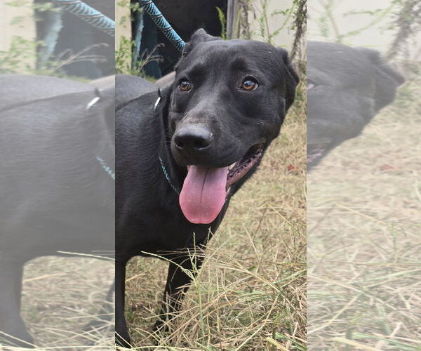 Medium Photo #7 Mutt Puppy For Sale in Jackson, MS, USA