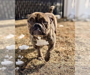 Bulldog Dogs for adoption in Dumont, NJ, USA