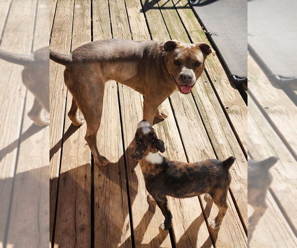 Medium Photo #3 Mutt Puppy For Sale in Boston, MA, USA