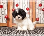 Small #2 Shih-Poo