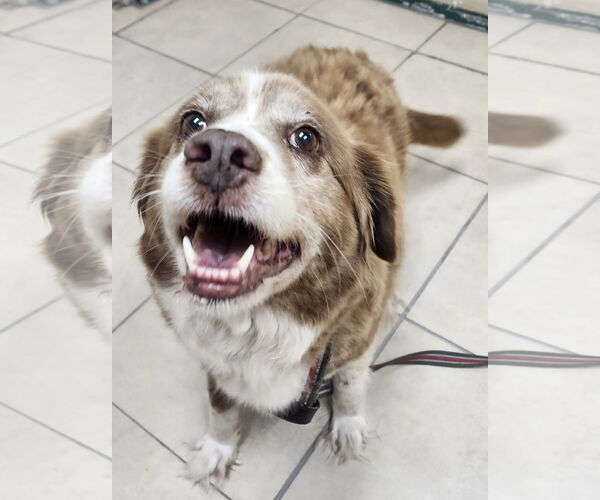 Medium Photo #4 Australian Shepherd-Unknown Mix Puppy For Sale in Pottstown, PA, USA
