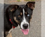 Small #18 Retriever  Mix