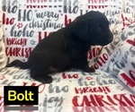 Small #1 Labrador Retriever