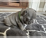 Puppy 4 French Bulldog