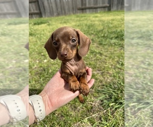 Dachshund Puppy for sale in BEAUMONT, TX, USA