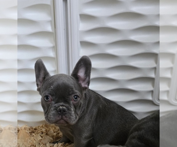 Medium Photo #4 French Bulldog Puppy For Sale in BALTIMORE, MD, USA