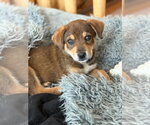 Small #1 Mutt