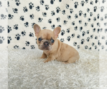 Small Photo #2 French Bulldog Puppy For Sale in FULTON, MD, USA