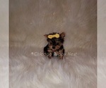 Small Photo #11 Yorkshire Terrier Puppy For Sale in OAK PARK, IL, USA