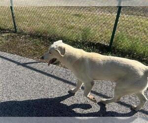 Labrador Retriever Dogs for adoption in Houston, TX, USA