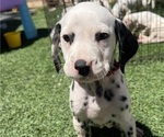 Small #4 Dalmatian